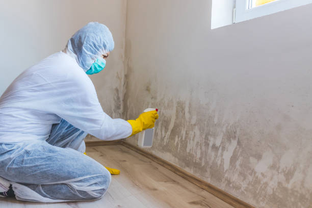 Licensed Mold Testing service in Winchester, VA - WQB Mold Removal